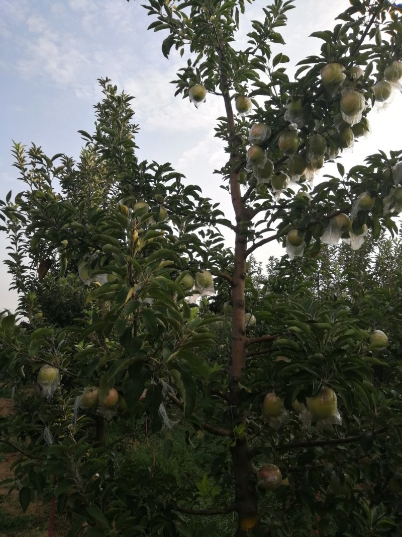 中秋王苹果