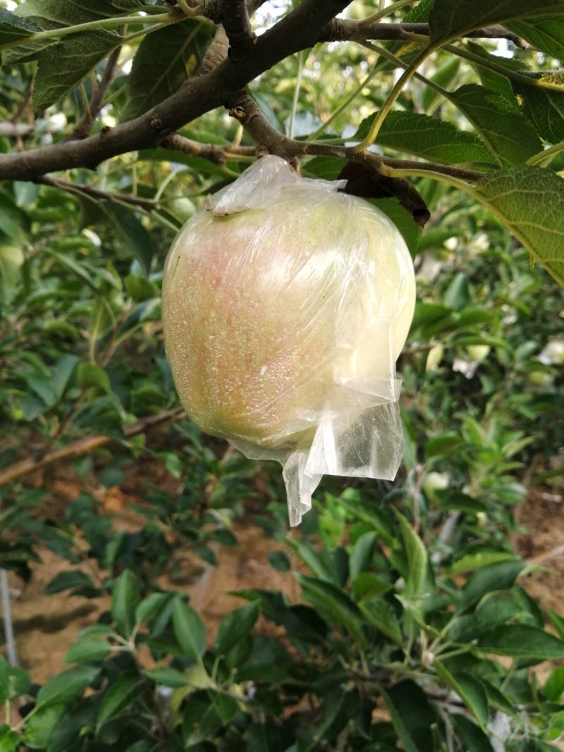 中秋王苹果