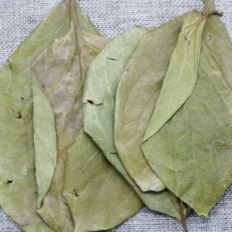 柿叶柿子叶柿树叶可打粉
