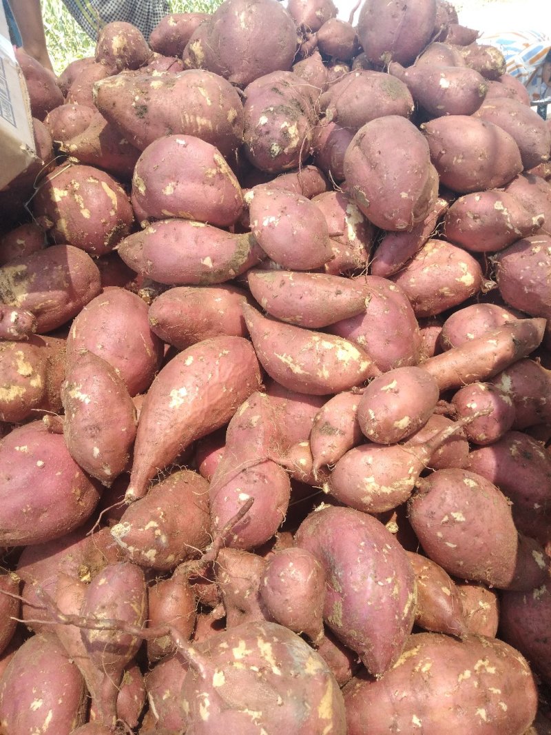 来自唐河岗地红薯，绿色食品