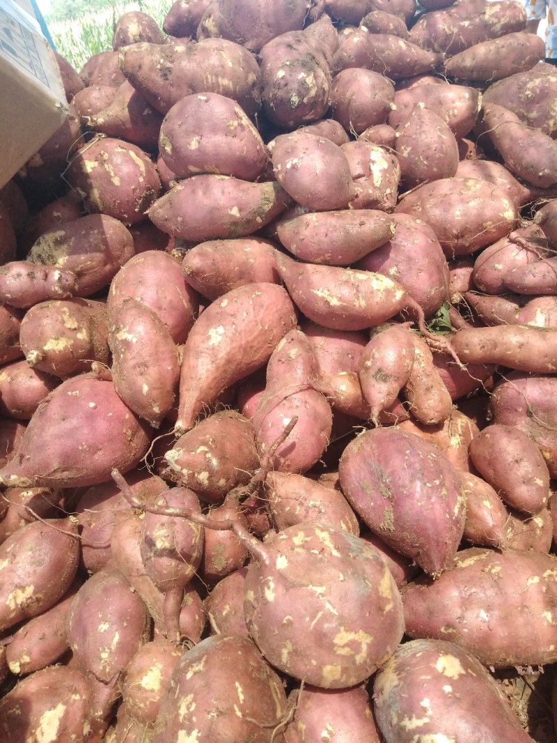 来自唐河岗地红薯，绿色食品