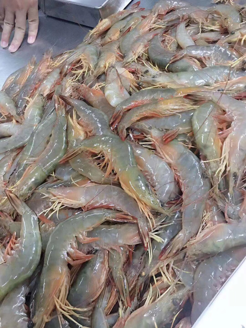 明虾