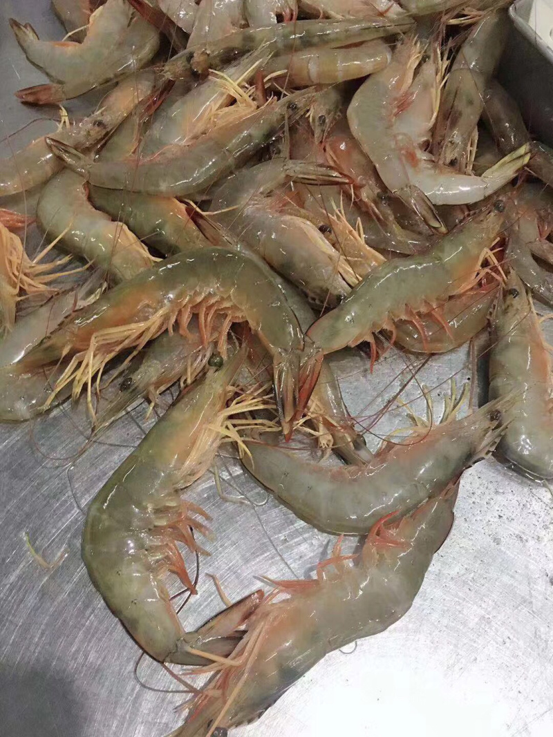 明虾