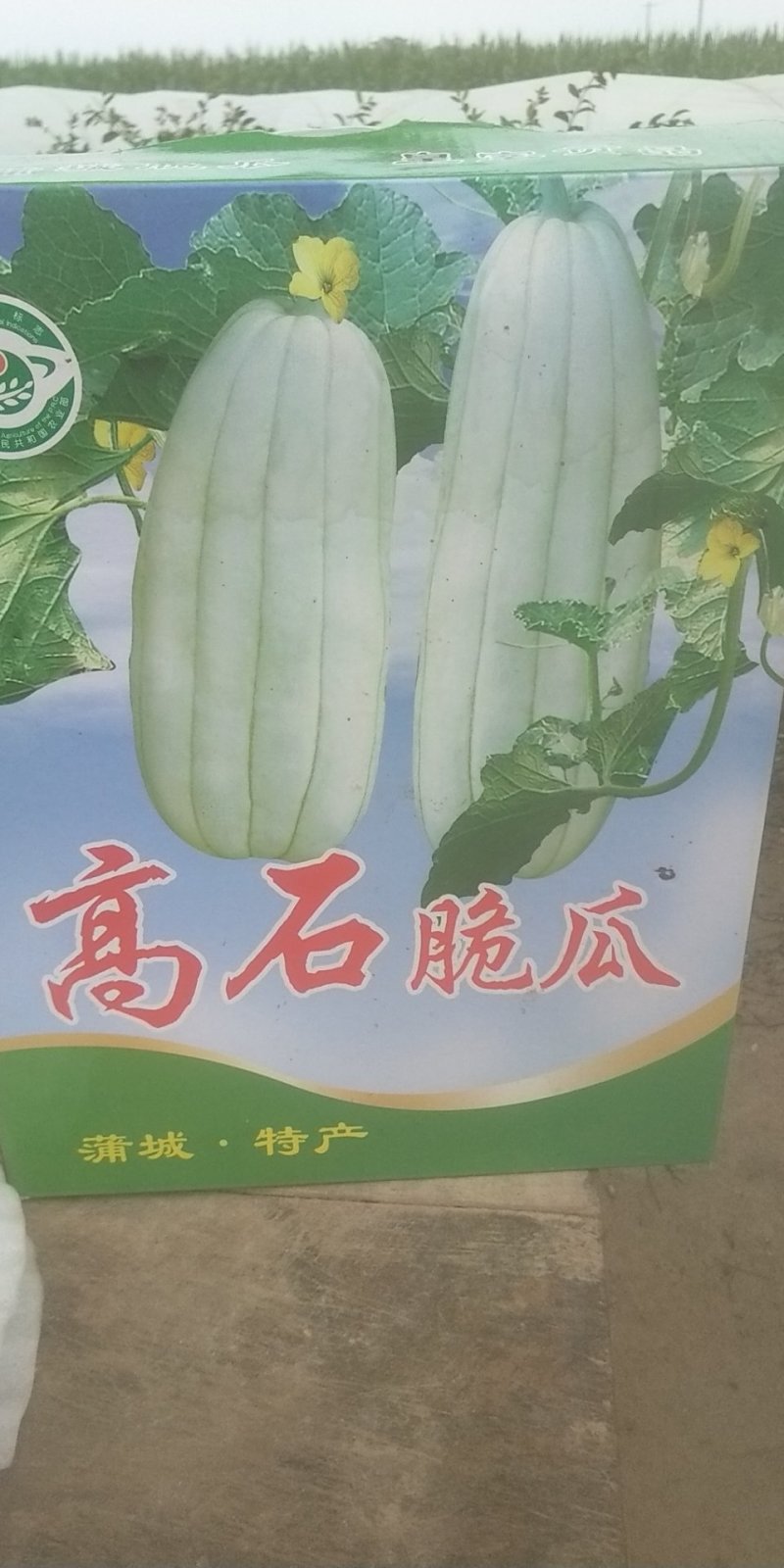 高石瓜如口既化糖度高脆甜欢迎各位