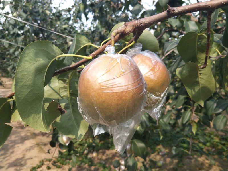 河北香梨，生态基地产地直供支持一件代发支持团购落地配