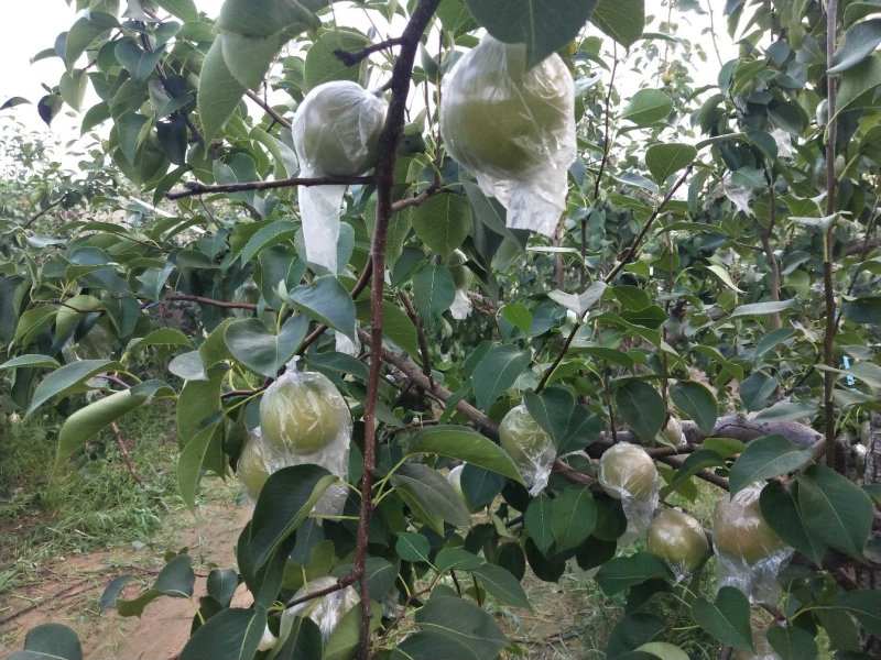 河北香梨，生态基地产地直供支持一件代发支持团购落地配