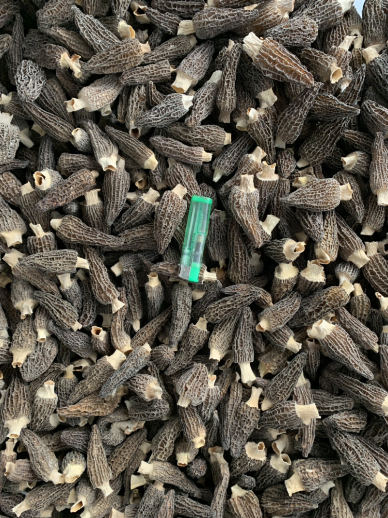 羊肚菌干品已分选整件批发不零售支持基地看货