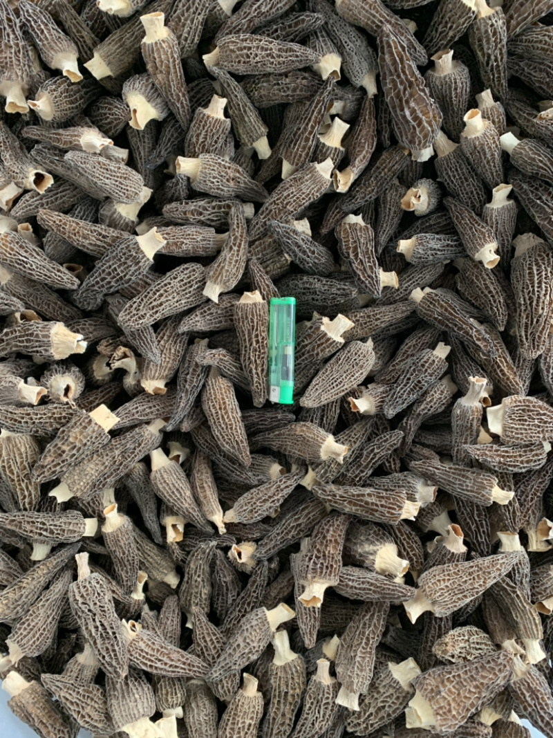 羊肚菌干品已分选整件批发不零售支持基地看货
