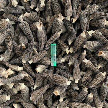 羊肚菌干品已分选整件批发不零售支持基地看货