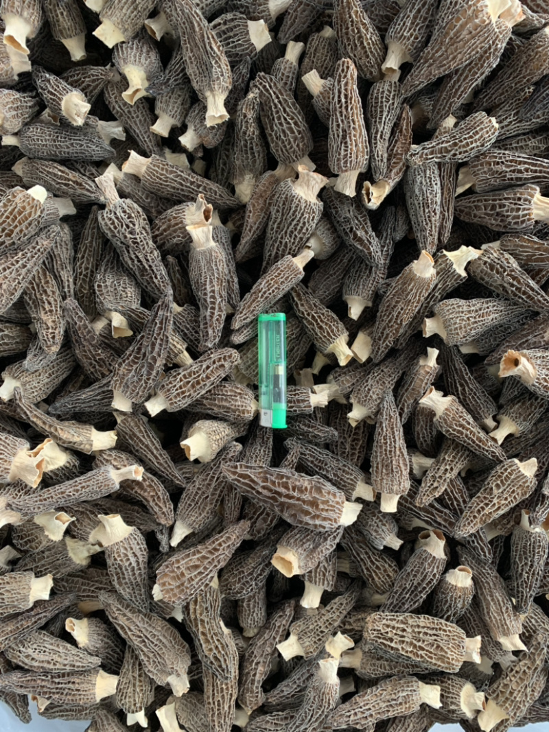 羊肚菌干品已分选整件批发不零售支持基地看货