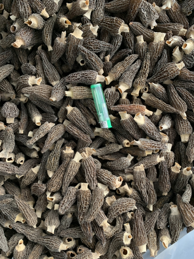 羊肚菌干品已分选整件批发不零售支持基地看货