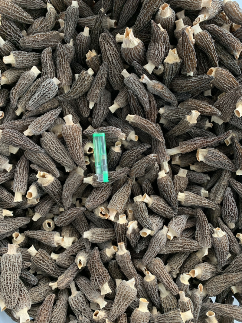 羊肚菌干品已分选整件批发不零售支持基地看货