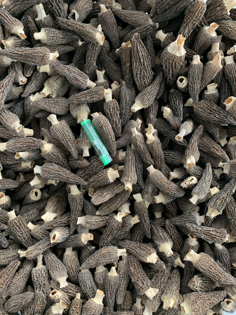羊肚菌干品已分选整件批发不零售支持基地看货