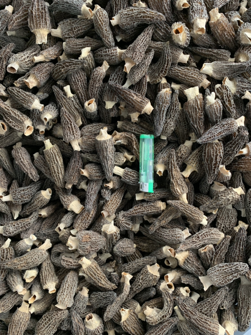 羊肚菌干品已分选整件批发不零售支持基地看货