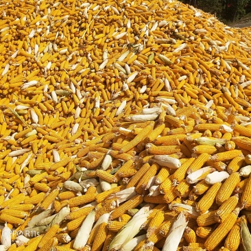 玉米棒大量