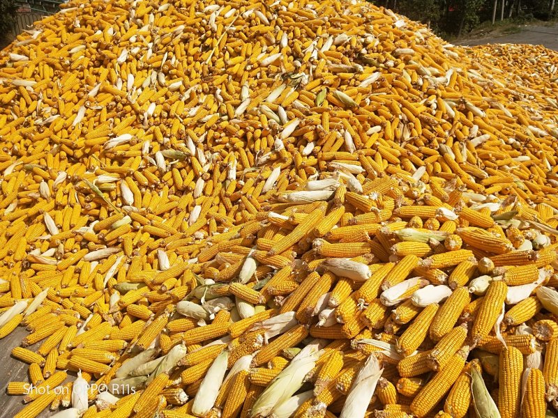 玉米棒大量