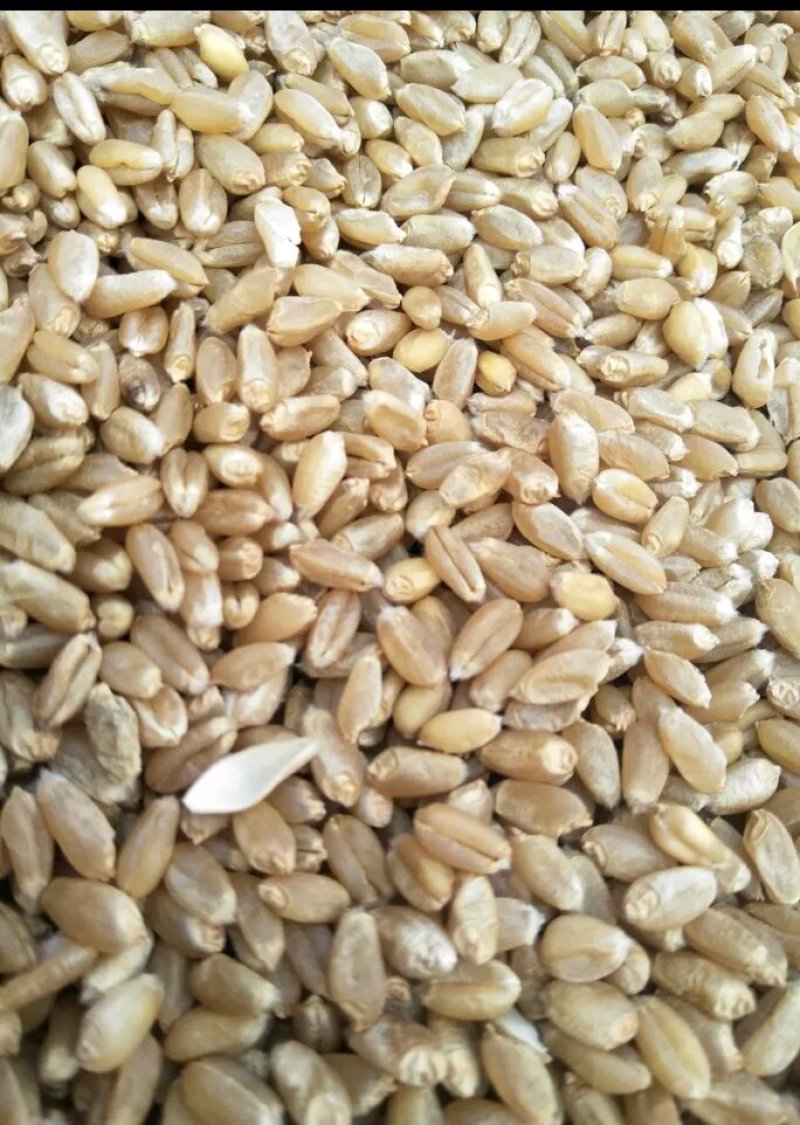 小麦