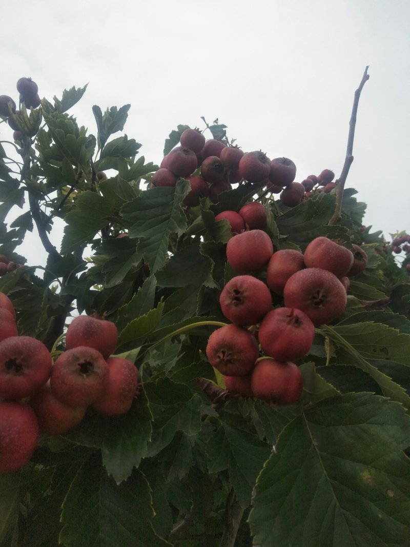 上市中的特早熟七月红山楂