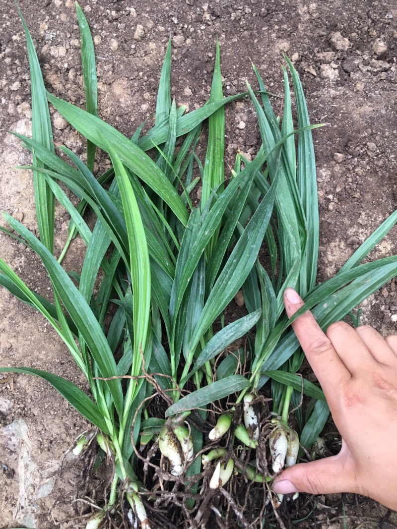 白芨种苗