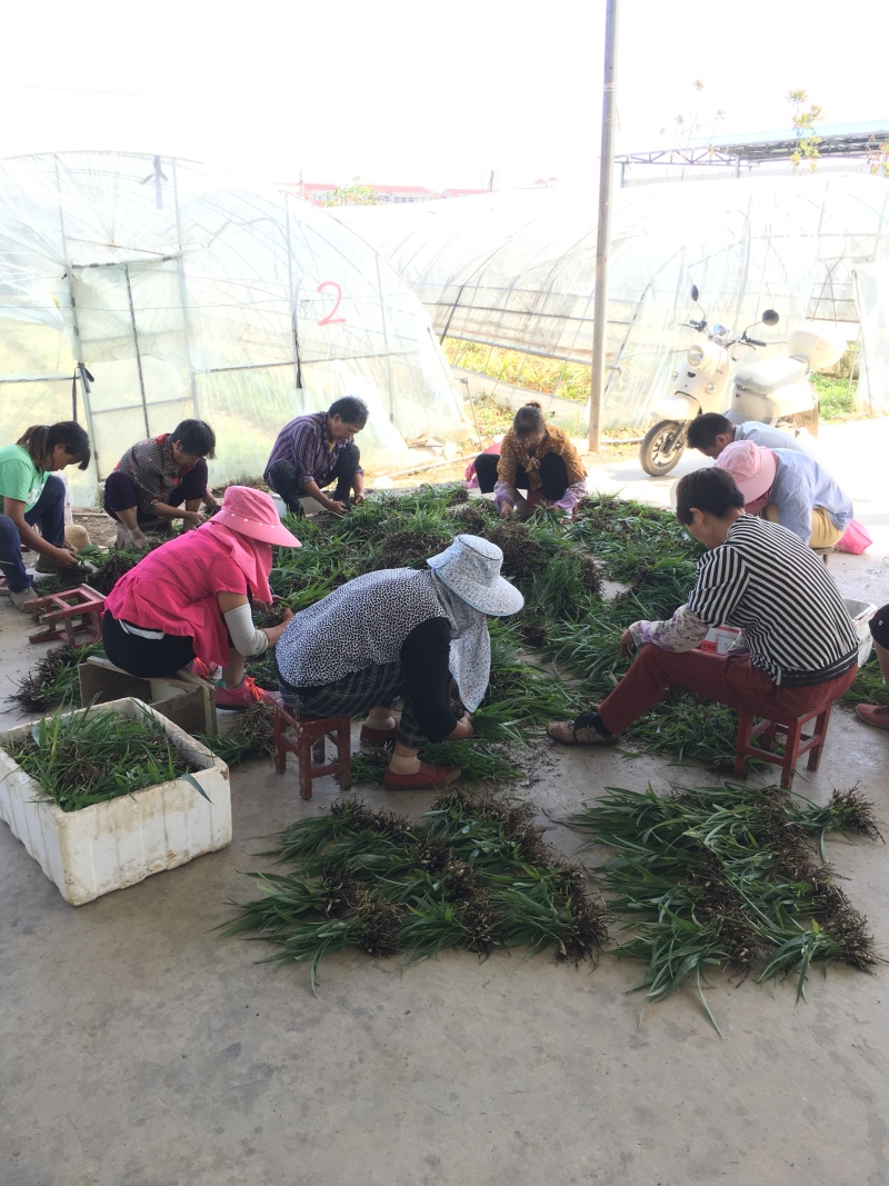 白芨种苗