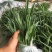 白芨种苗