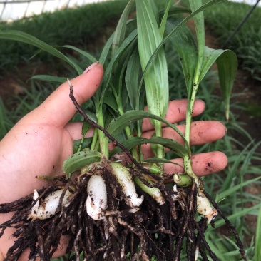 白芨种苗