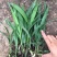 白芨种苗