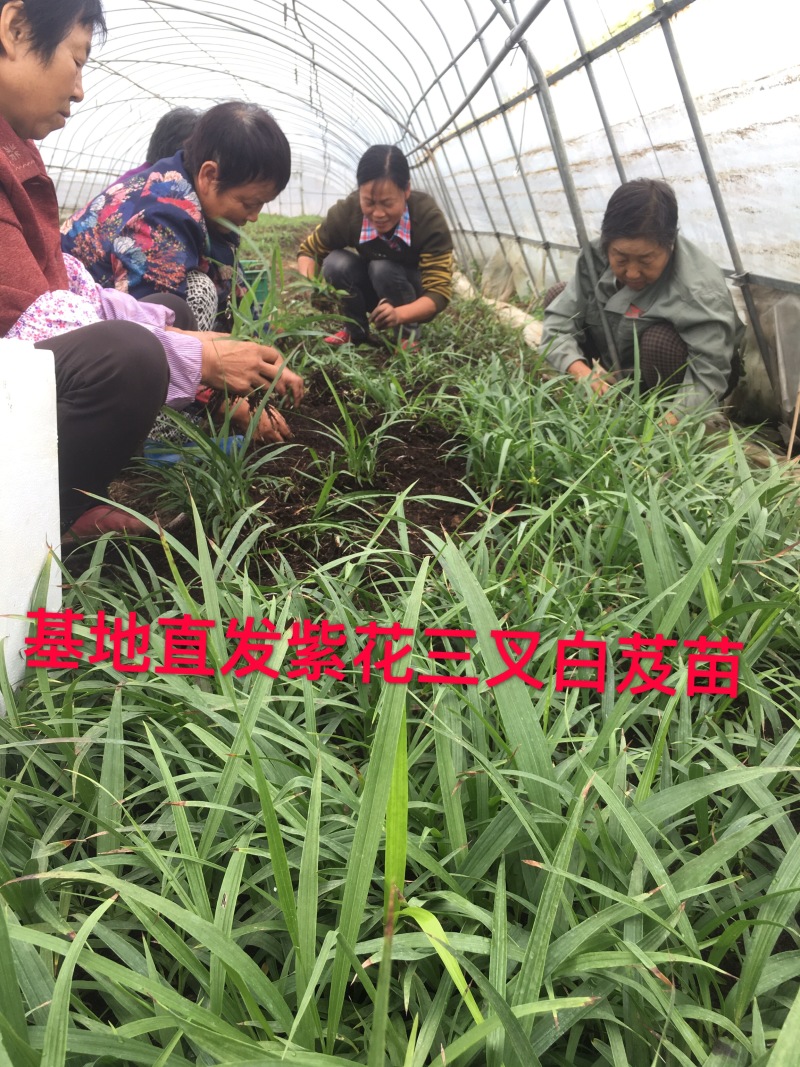 白芨种苗