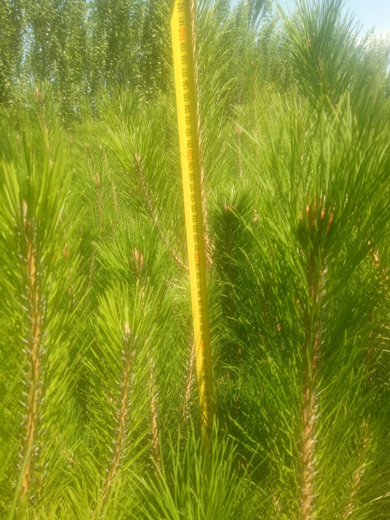 营养杯油松苗