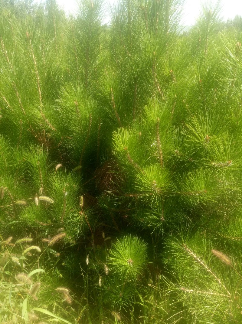 营养杯油松苗