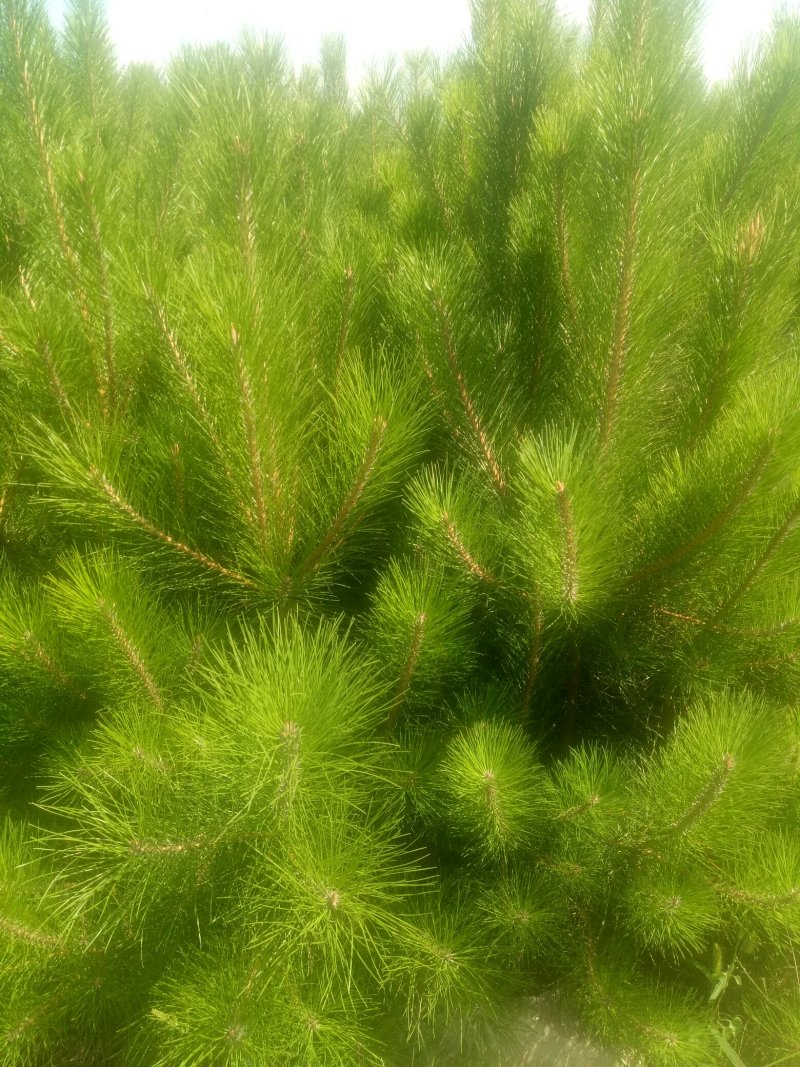 营养杯油松苗