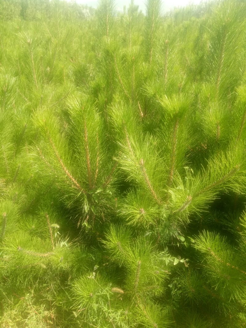 营养杯油松苗