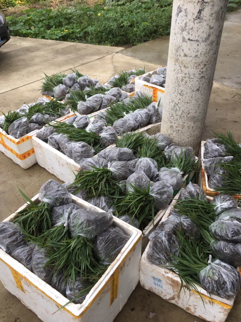白芨种苗基地批发2年紫花三叉白芨大苗基地直供