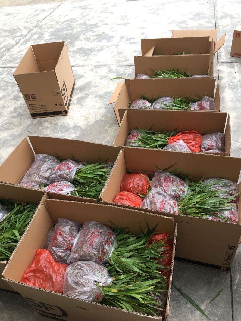 白芨种苗基地批发2年紫花三叉白芨大苗基地直供
