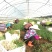 白芨种苗基地批发2年紫花三叉白芨大苗基地直供