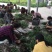 白芨种苗基地批发2年紫花三叉白芨大苗基地直供