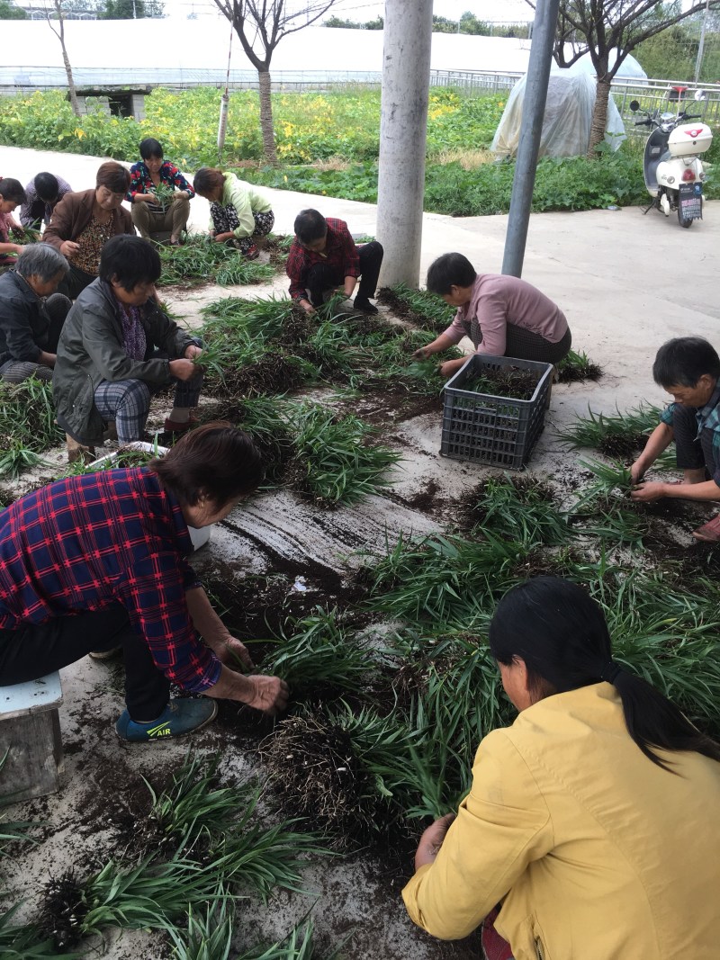 白芨种苗基地批发2年紫花三叉白芨大苗基地直供