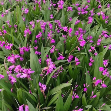 白芨种苗基地批发2年紫花三叉白芨大苗基地直供
