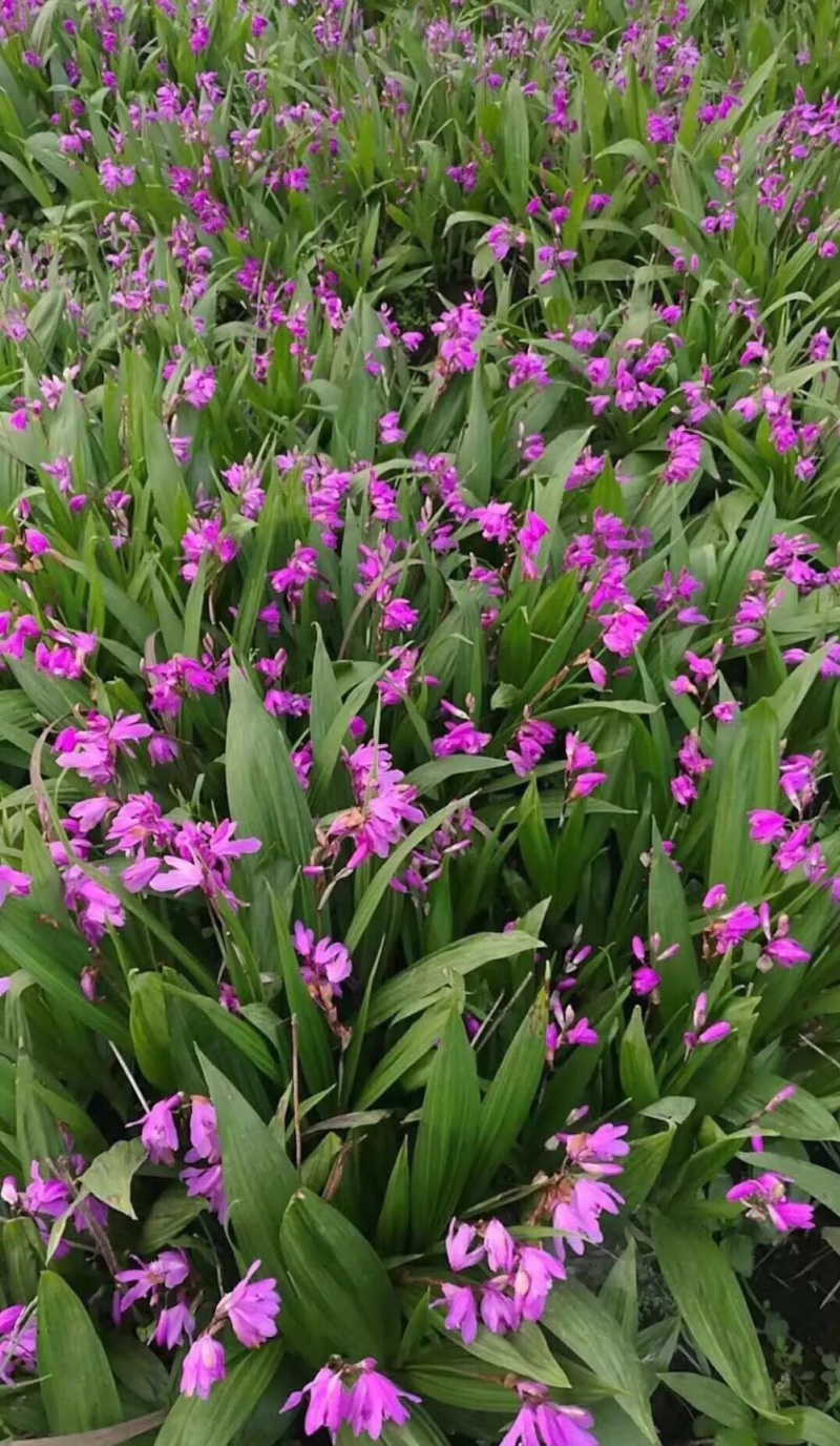 白芨种苗基地批发2年紫花三叉白芨大苗基地直供