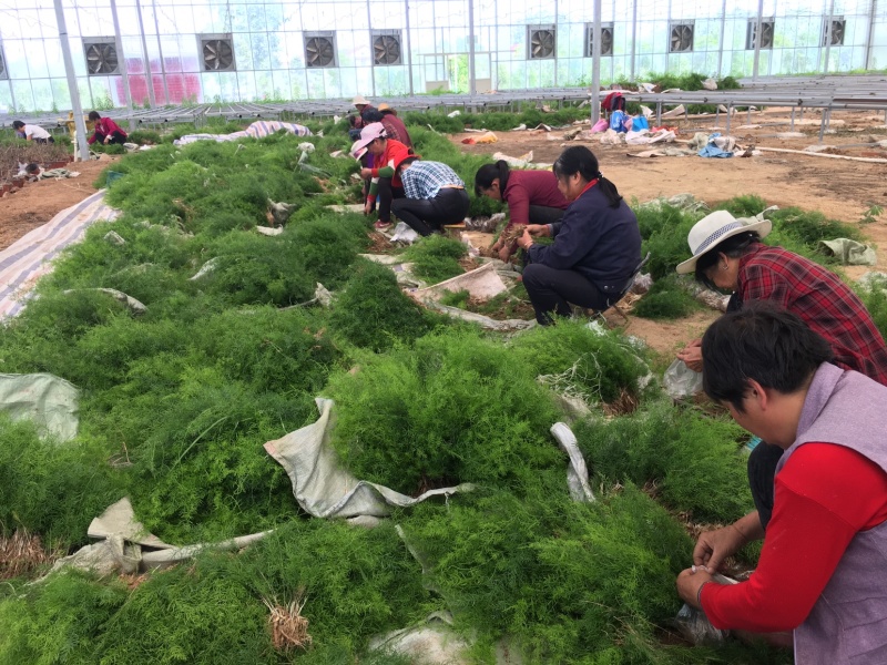天冬苗良种大天冬苗薯多苗壮基地一手货源批发高产