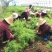 天冬苗良种大天冬苗薯多苗壮基地一手货源批发高产