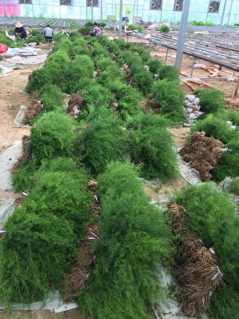 天冬苗良种大天冬苗薯多苗壮基地一手货源批发高产