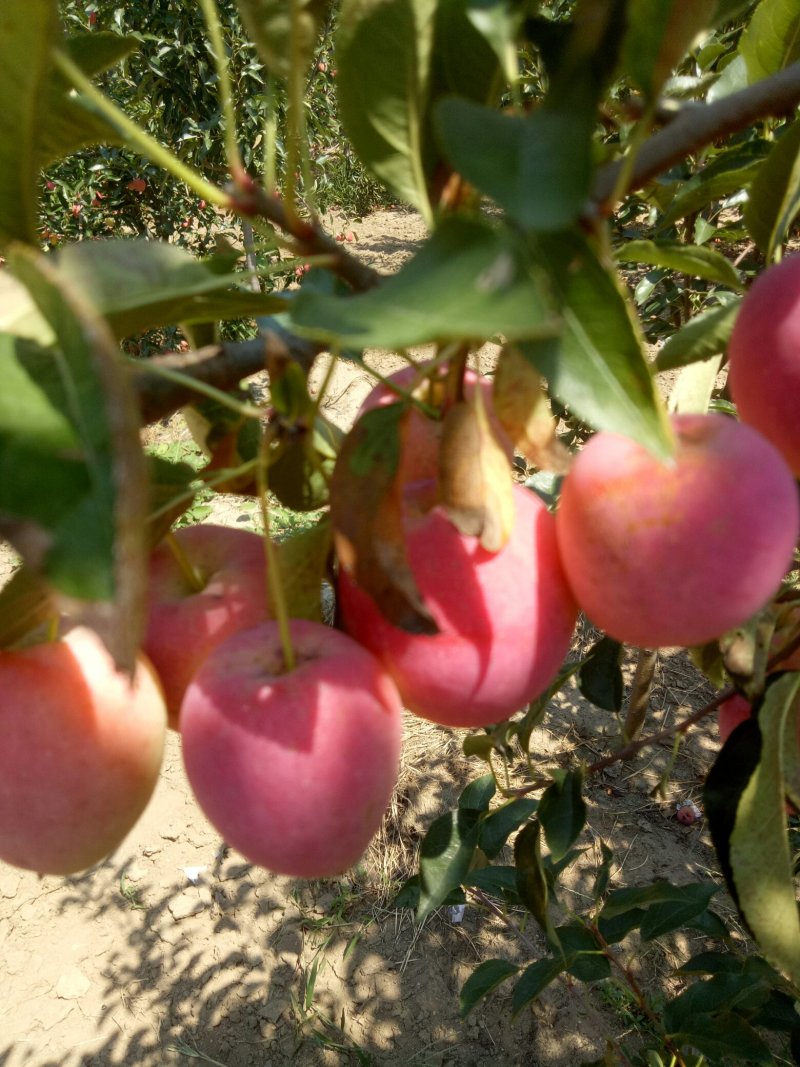 鸡心果，青岛平度好吃，特好吃，8月中旬成熟