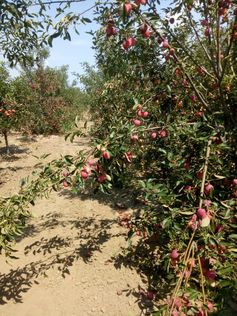 鸡心果，青岛平度好吃，特好吃，8月中旬成熟