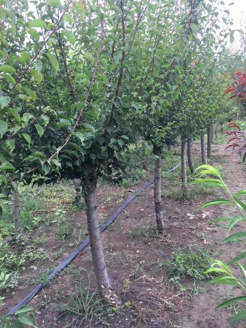 红梅8公分，质量保证，现定现挖