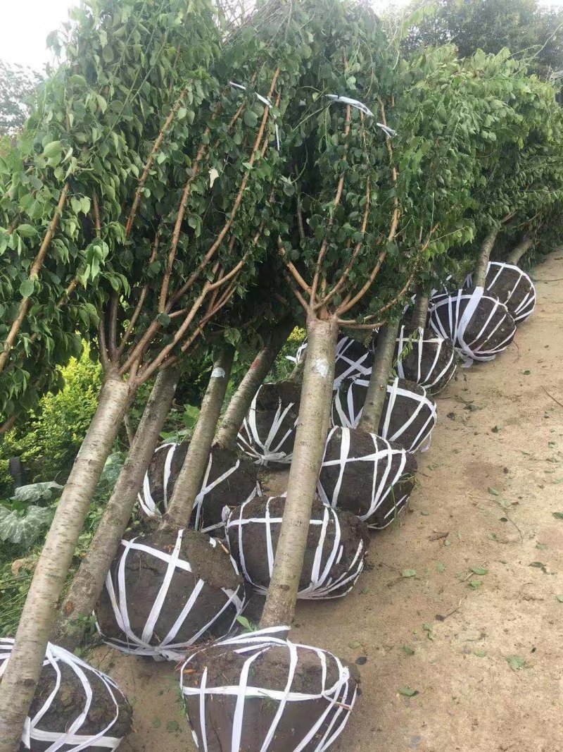 红梅8公分，质量保证，现定现挖