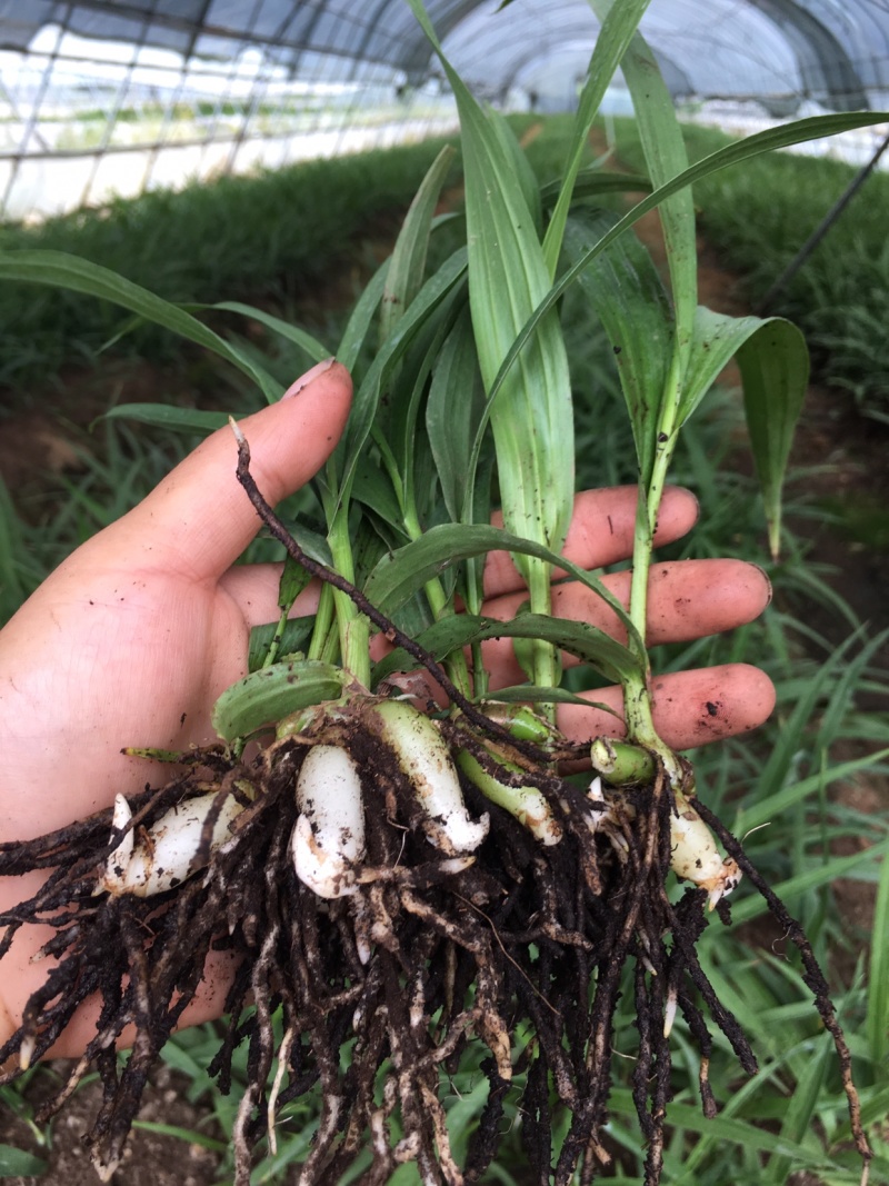 白芨种苗紫花三叉白芨苗2年大苗货真价实基地一手货源