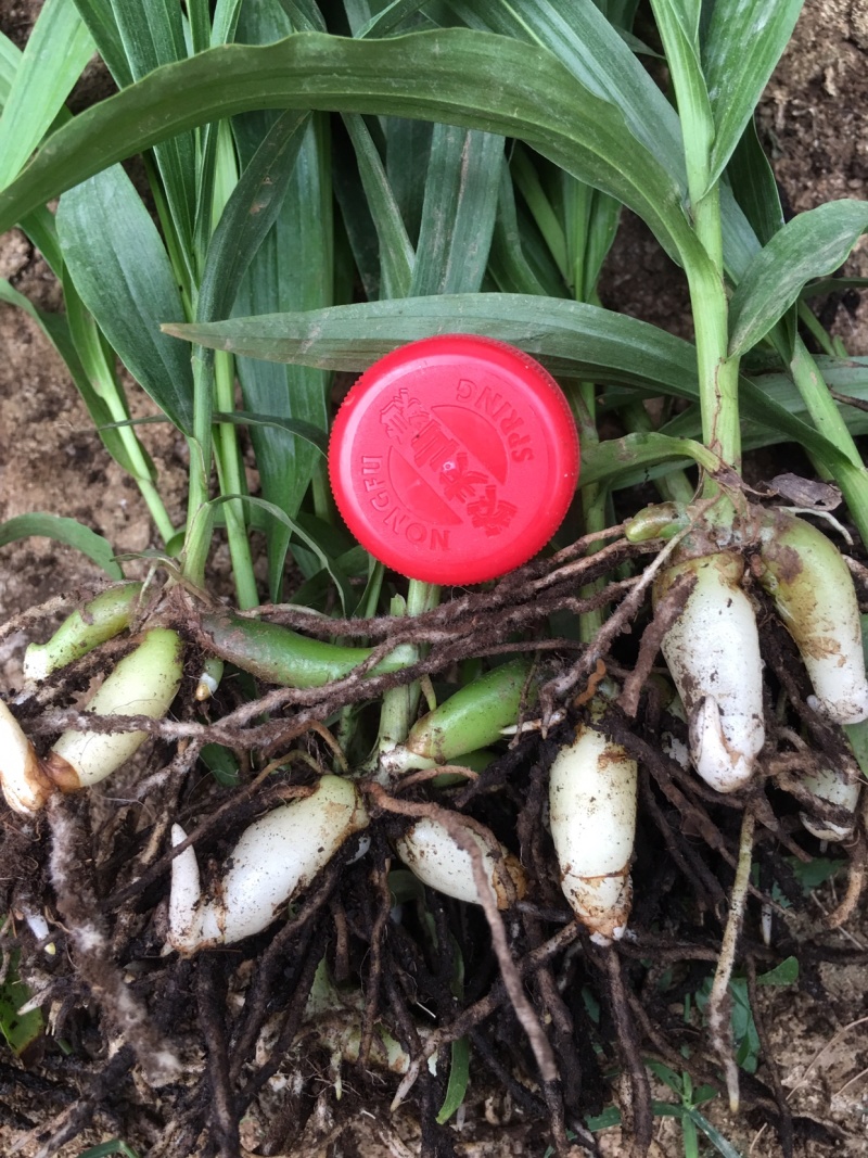 白芨种苗紫花三叉白芨苗2年大苗货真价实基地一手货源