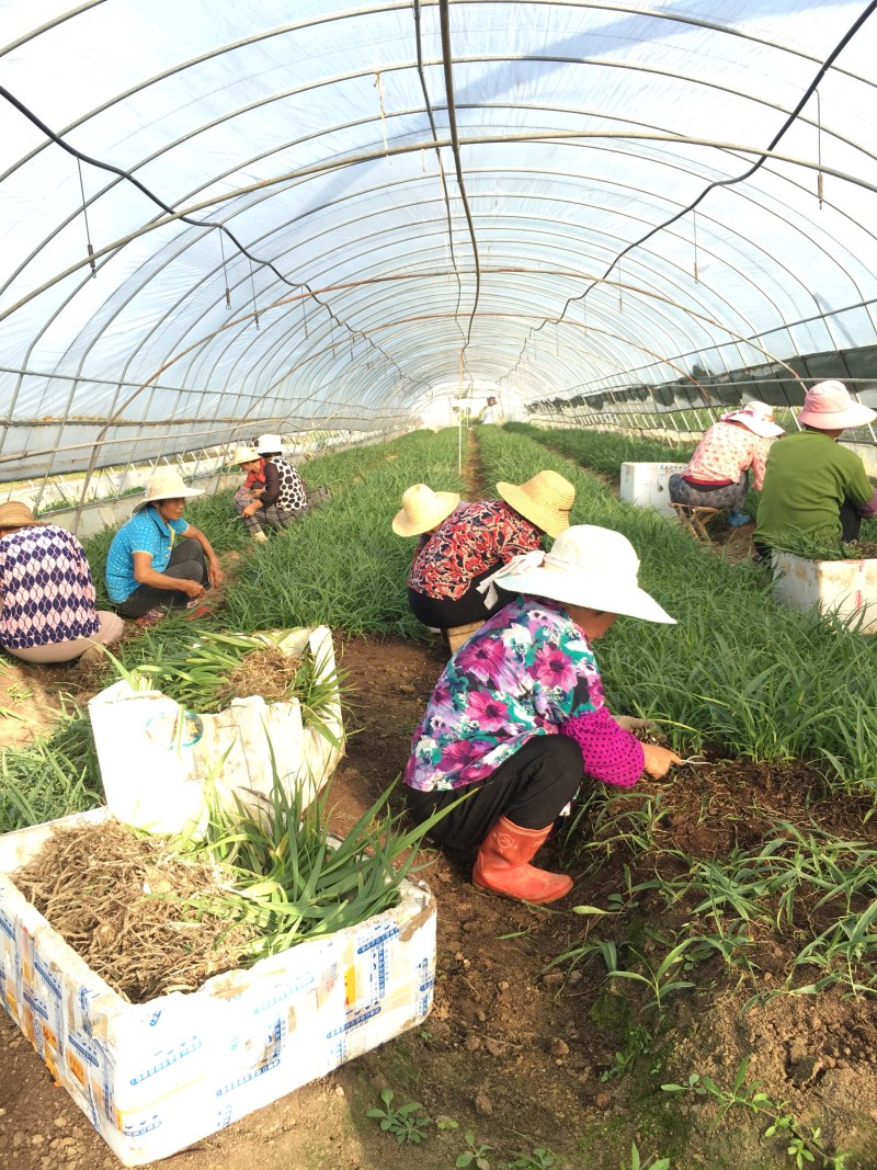 白芨种苗紫花三叉白芨苗2年大苗货真价实基地一手货源