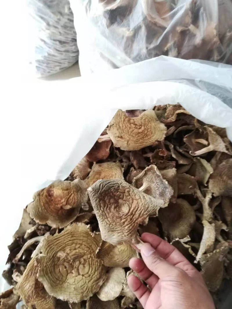 青头菌鲜品冻品干品批发零售